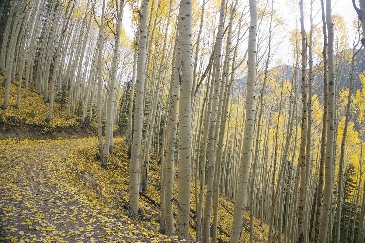 Fall-At-Lockett-Meadow-Flagstaff-Arizona