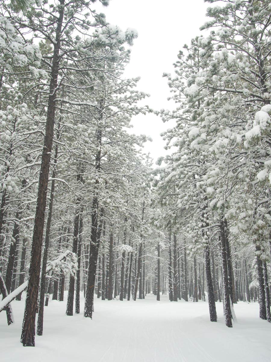 Lockett-Meadow-Snowshoeing