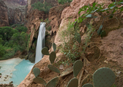 Another shot of Havasu Falls with cactus in the foreground.