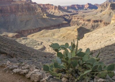 The Hermit Trail and cactus.