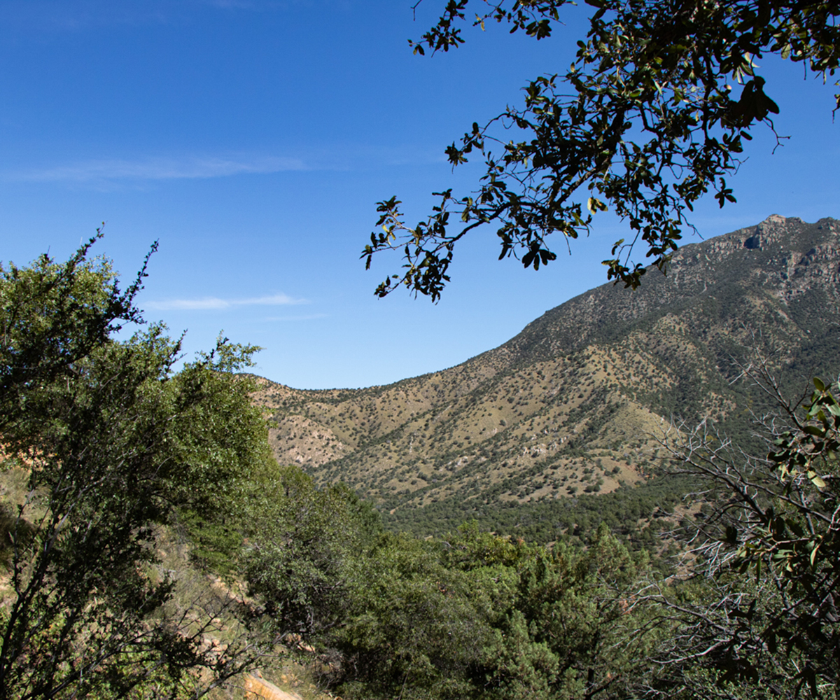 Hiking Santa Rita Mountains and Madera Canyon